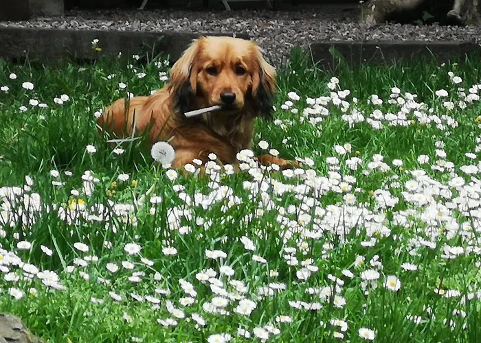 Mit Privatparkplatz By Interhome *